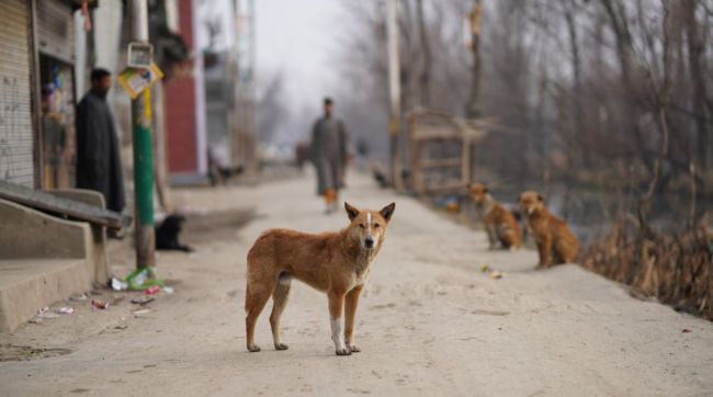 stray dogs in Mumbai