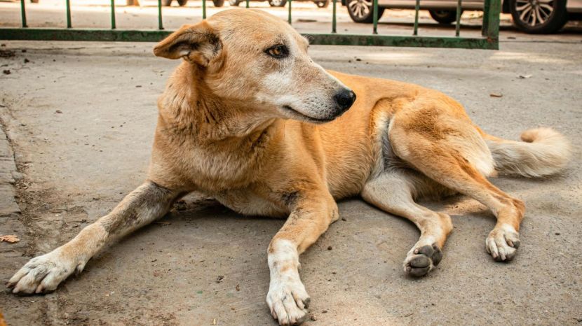 Stray Dogs Problem In India