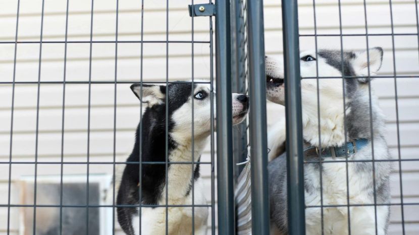 Stray Dogs Problem In India