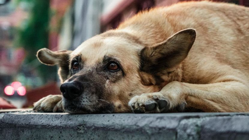 Stray Dogs Problem In India
