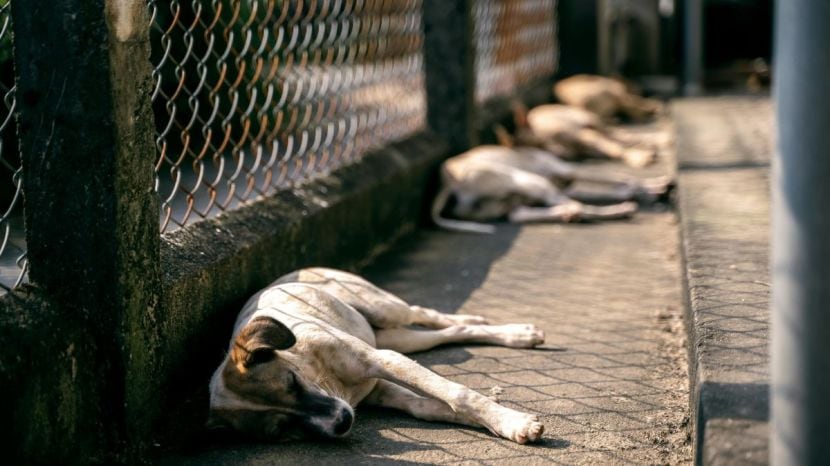 Stray Dogs Problem In India