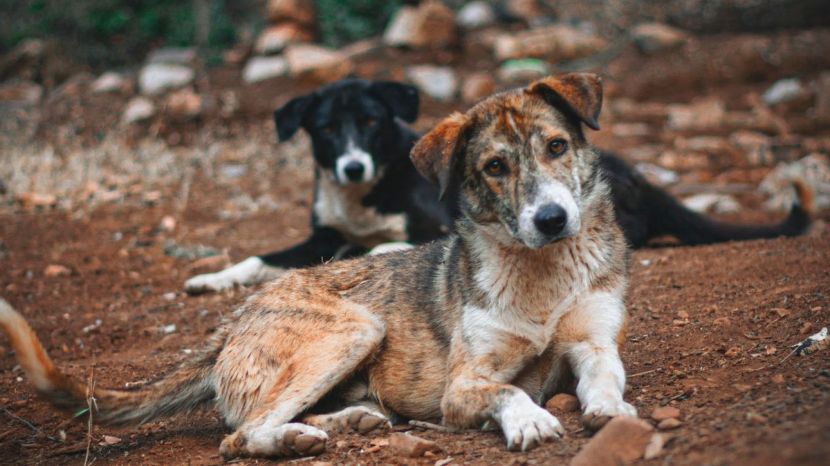 Stray Dogs Problem In India