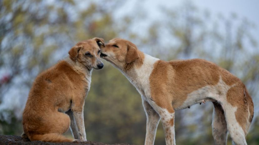 Stray Dogs Problem In India