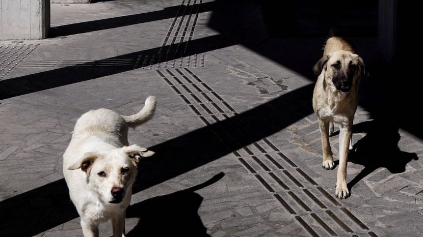 Stray Dogs Problem In India