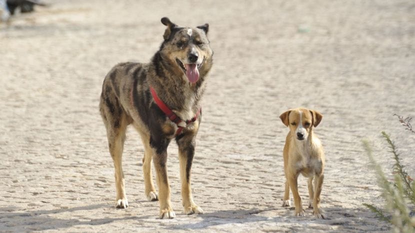 Stray Dogs Problem In India