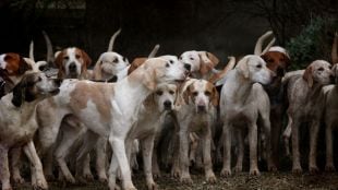 Two stray dog sterilisation centres in Pune remain closed for three months amid rising dog bite cases
