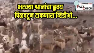stray dogs video fact check