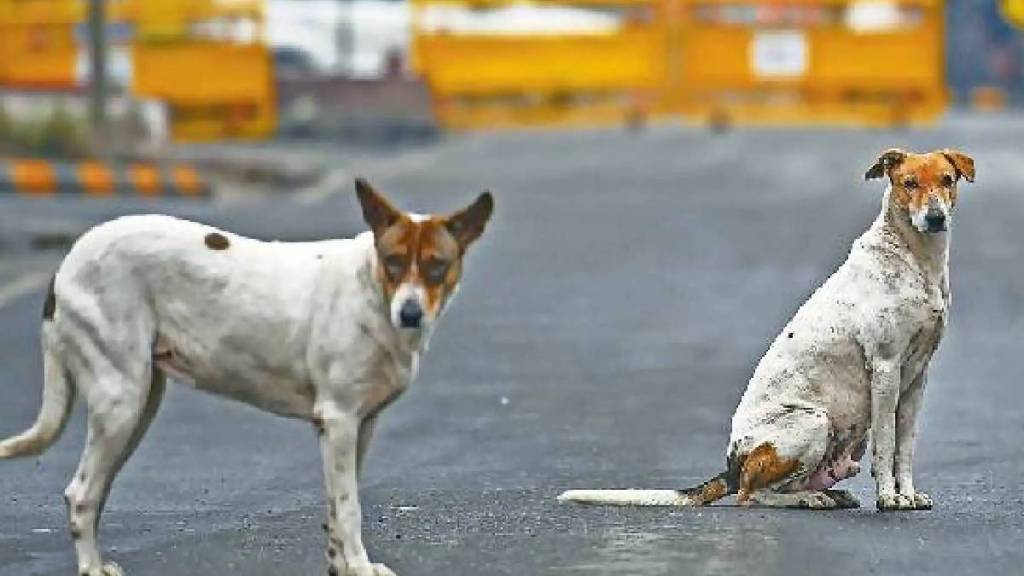 Chief Justice takes note of reactions against deportation order regarding stray dogs