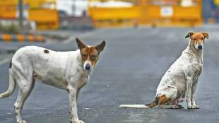 Chief Justice takes note of reactions against deportation order regarding stray dogs