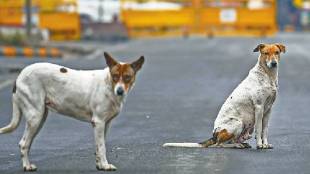 Supreme Court directs to banish stray dogs from Delhi