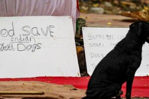 supreme court on stray dogs