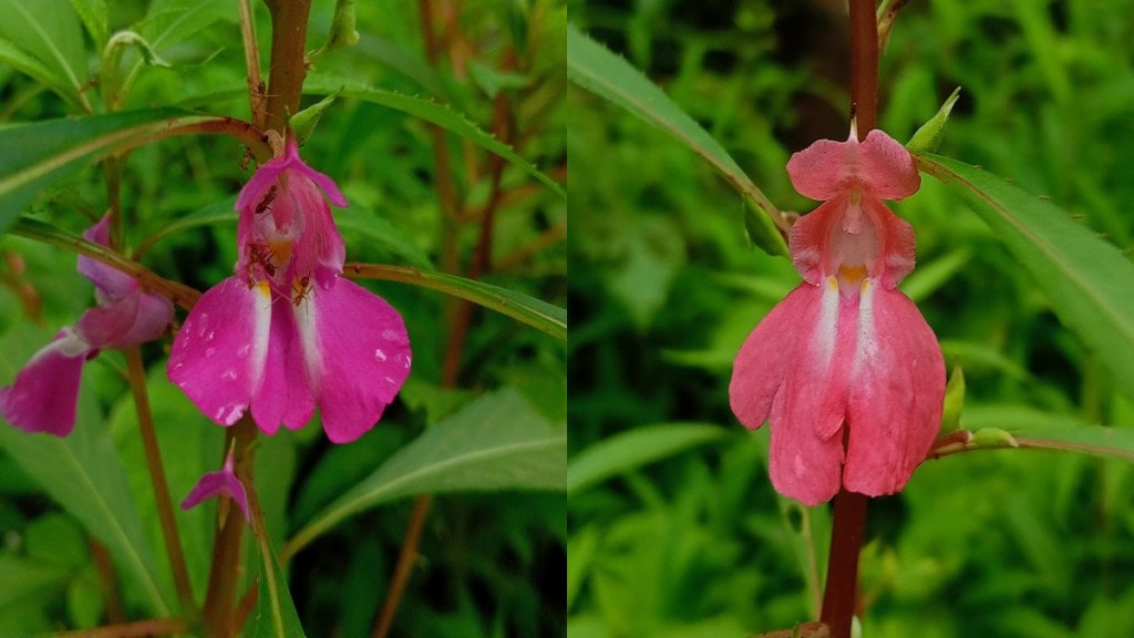 terda flower tradition and health benefits