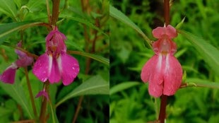 terda flower tradition and health benefits