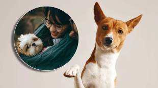 the country with zero stray dogs how they controlled the dog population