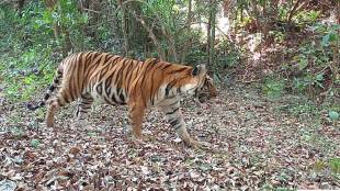 Tigress SKT 02 from Sahyadri Tiger Reserve is becoming the mother of tiger breeding