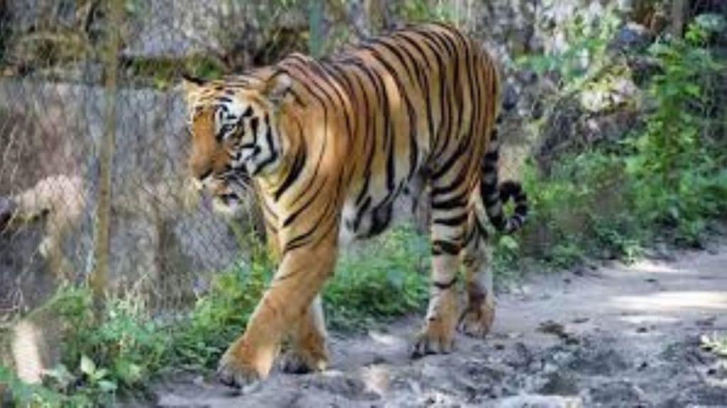 "शिकारी प्राण्यांसाठी पाळीव प्राणी दान करा," प्राणिसंग्रहालयाचे आवाहन  (संग्रहित छायाचित्र)

