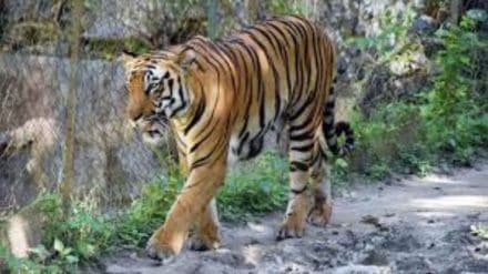 "शिकारी प्राण्यांसाठी पाळीव प्राणी दान करा," प्राणिसंग्रहालयाचे आवाहन  (संग्रहित छायाचित्र)
