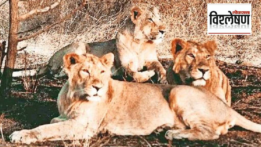 loksatta vishleshan Existence in limited areas is dangerous for the future of lions
