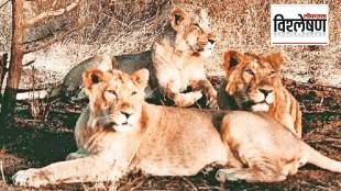 loksatta vishleshan Existence in limited areas is dangerous for the future of lions