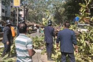 Mumbai dadar taxi tree fall accident