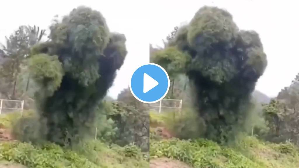 tree shaking in storm viral video