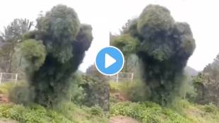 tree shaking in storm viral video
