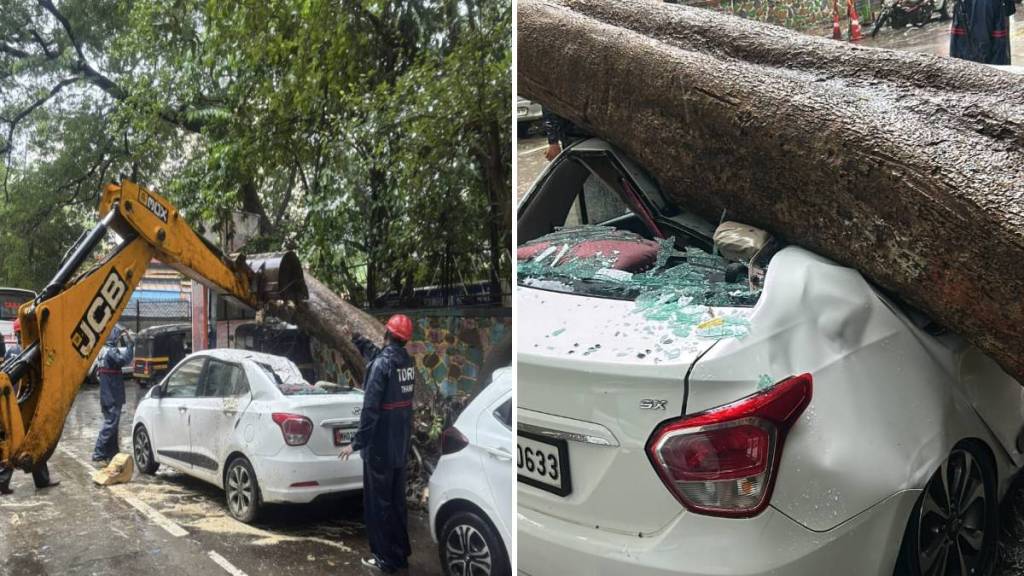 44 trees fell in Thane in 24 hours due to heavy rain