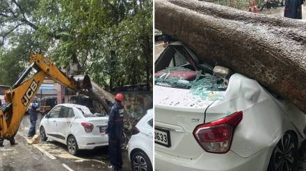 44 trees fell in Thane in 24 hours due to heavy rain