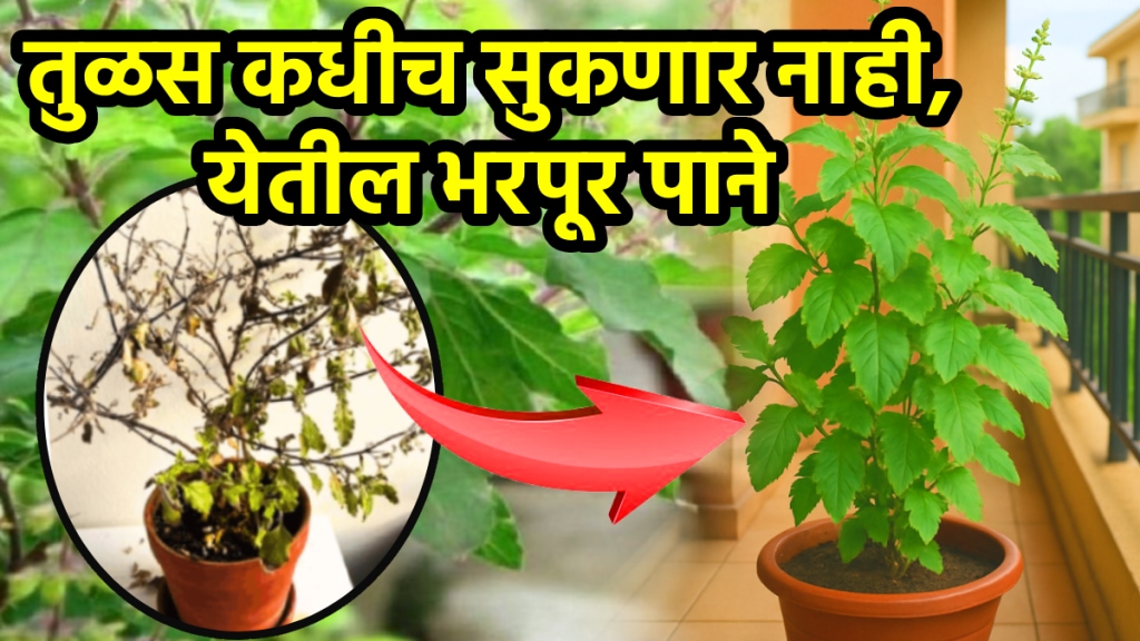Tulsi leaves drying tips tulsi big leaves solution khat at home tulsi care tips in rain basil Fertilizer