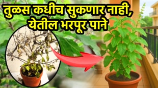 Tulsi leaves drying tips tulsi big leaves solution khat at home tulsi care tips in rain basil Fertilizer