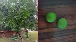 गणपती विशेष; गणपतीतील पंचपल्लव, दिव्यातील तेल ते लाकूड निसर्गाचा खजिना आहे ‘हे’ फळ