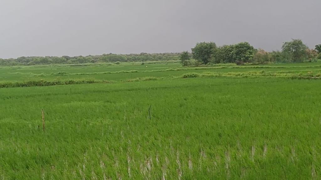 fertilizer shortage hits uran farmers during kharif season farmers worry kharif fertilizer supply issue