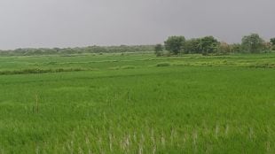fertilizer shortage hits uran farmers during kharif season farmers worry kharif fertilizer supply issue