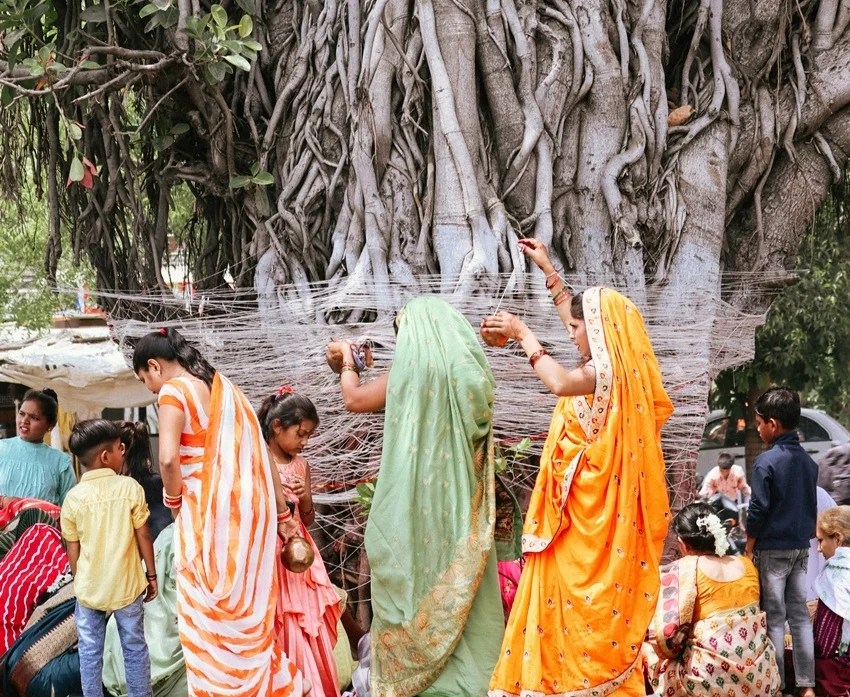 peepal tree beliefs vs science why sleeping beneath it at night is risky
