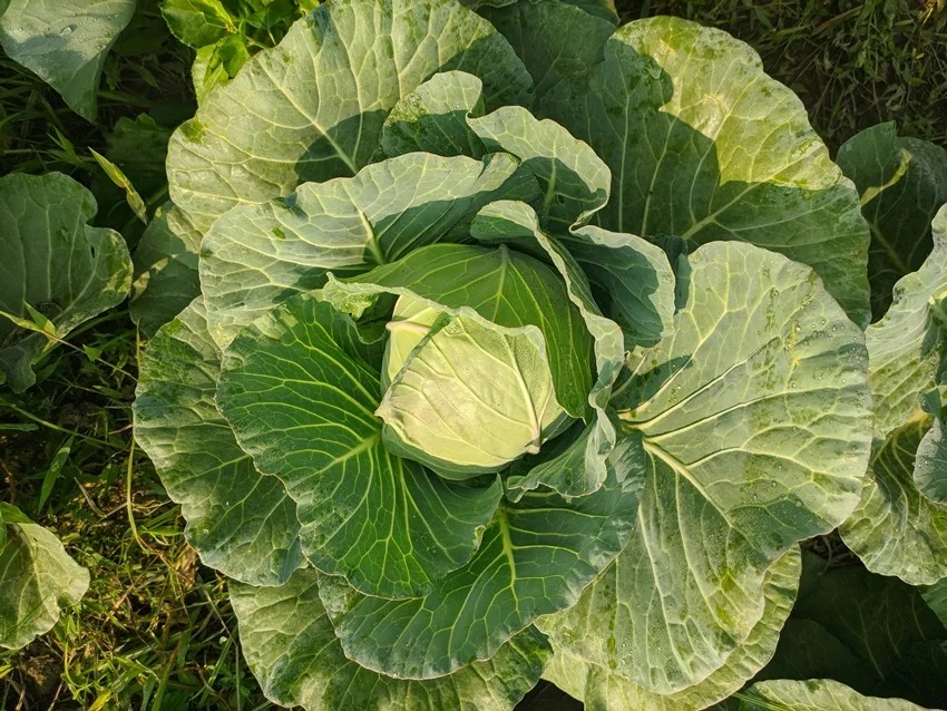 add these lithium rich foods to your diet for better brain health
