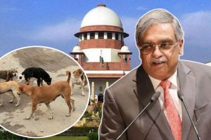vikram nath sc judge stray dogs case