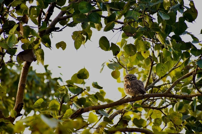 peepal tree beliefs vs science why sleeping beneath it at night is risky