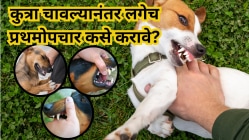 कुत्र्याच्या चाव्याला हलक्यात घेऊ नये! रेबीज रोखण्यासाठी लगेच प्रथमोपचार कसे करावे? वाचा महत्त्वाची माहिती