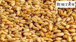 तारीख उलटली तरी धान्य खाण्यायोग्य असू शकते, अन्ननासाडी टाळा!