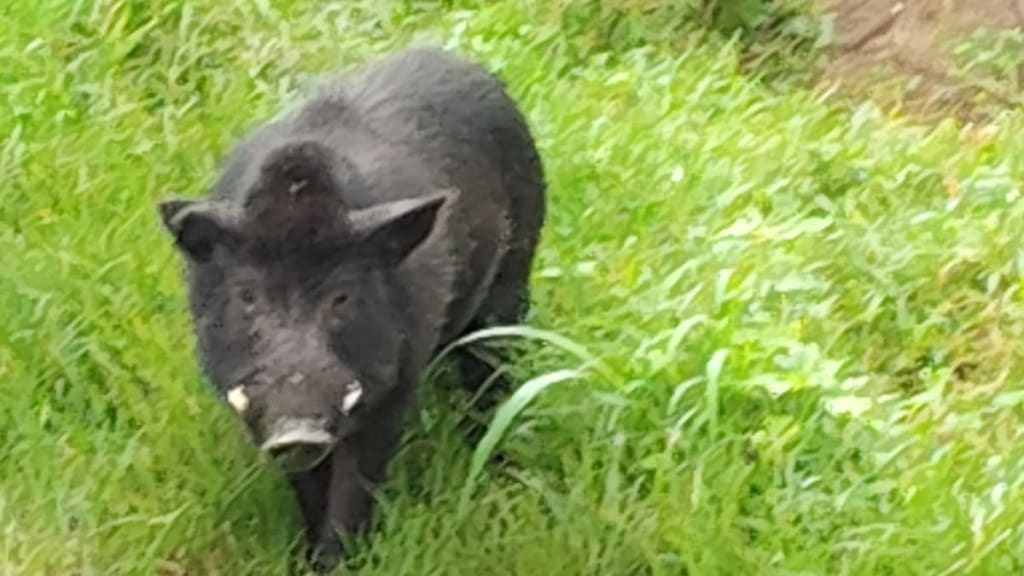 wild boars create panic at taljai tekdi pune