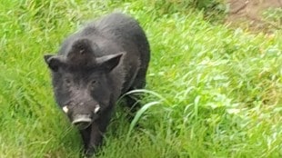 wild boars create panic at taljai tekdi pune