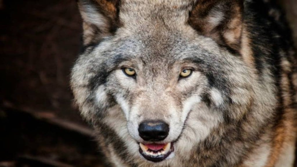 Solapur sangola Villagers Attacked by Wolf