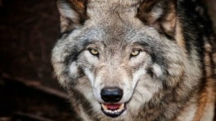 Solapur sangola Villagers Attacked by Wolf
