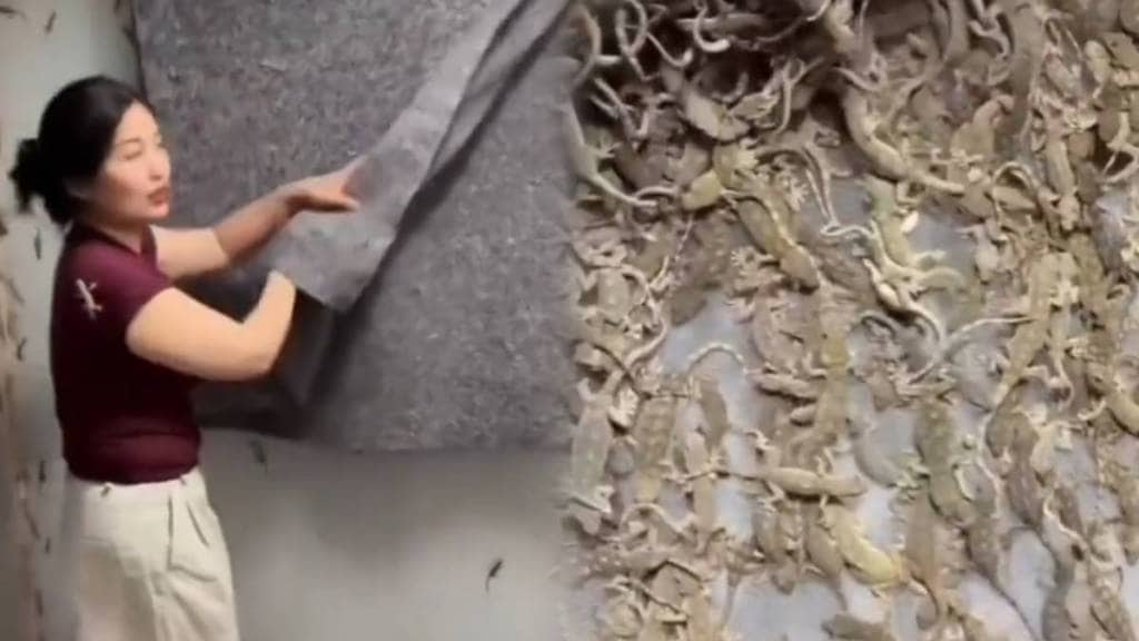 woman shows indoors lizard farming video