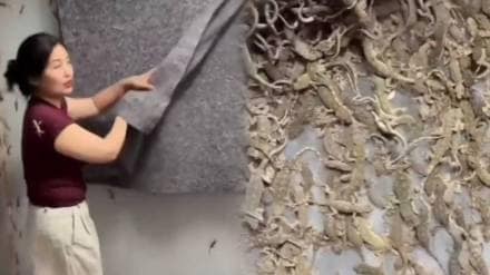 woman shows indoors lizard farming video