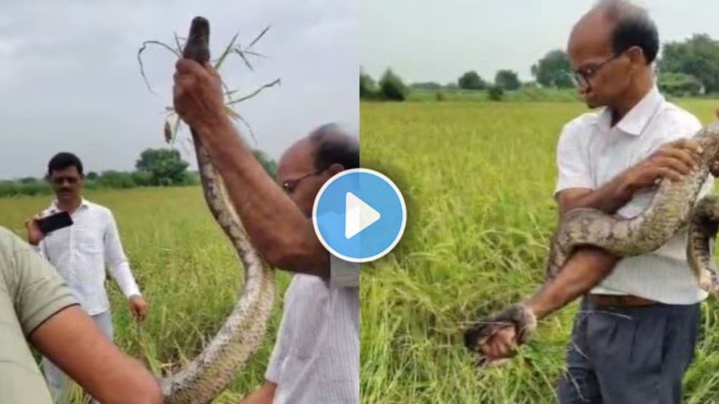 10 foot python Akola field after floods safely rescued by snake experts awareness wildlife protection
