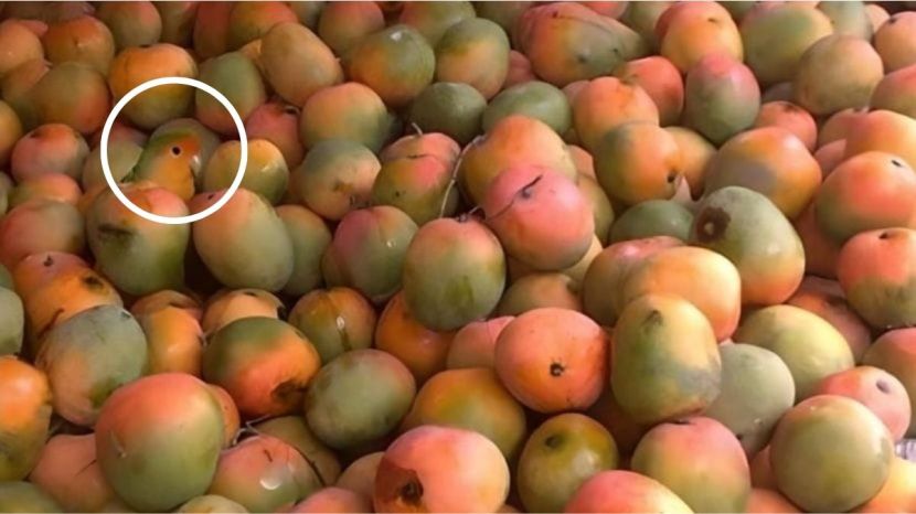 कसंय? डोळ्यांसमोर असूनही दिसला नाही ना? म्हणूनच ऑप्टिकल इल्युजन इतके थरारक आणि रोचक वाटते.