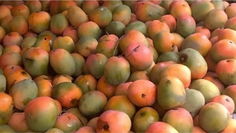 या कोडयामध्ये भरपूर आंब्यांचा ढीग दिसतो; पण त्या आंब्यांच्या ढिगाऱ्यात लपलाय एक पोपट.