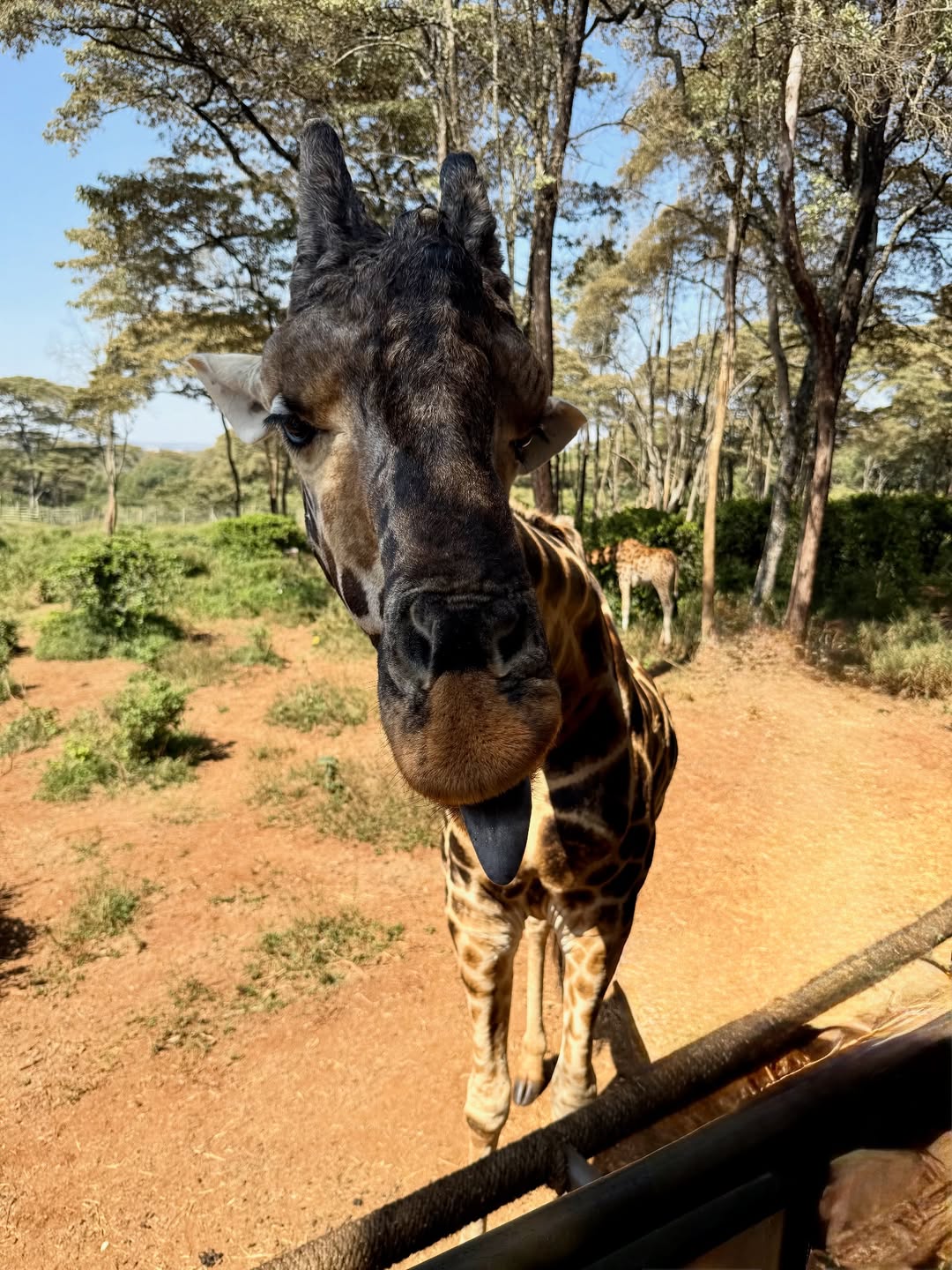  sonalee kulkarni travel nairobi giraffe centre