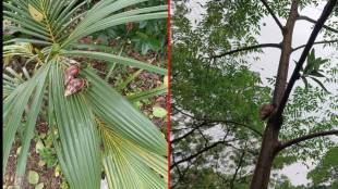 deadly african giant snail outbreak in ambernath